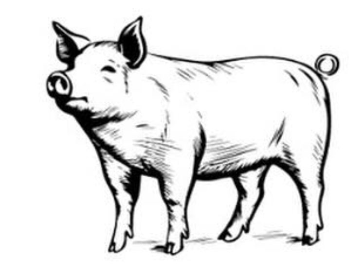 Varken illustratie